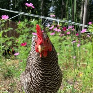 Meet your Posher, Luna